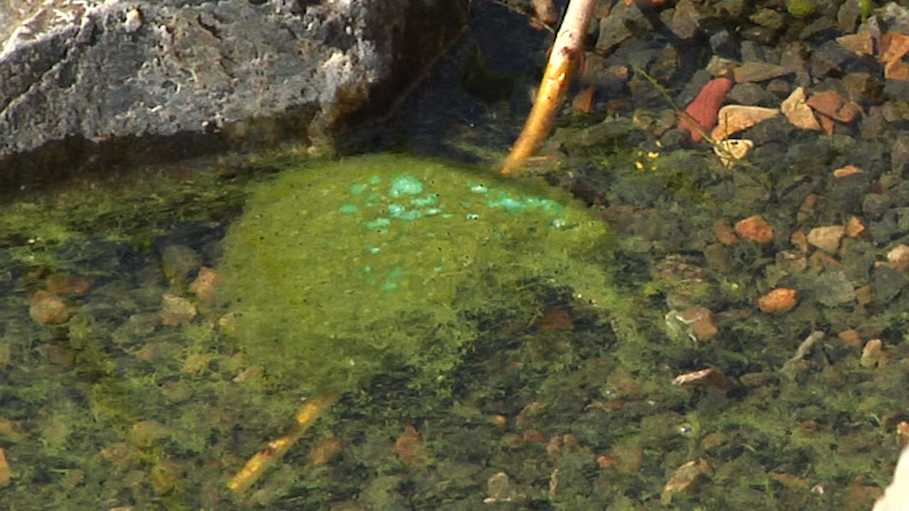 blue-green algae